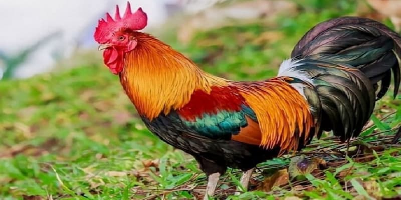 màu mạng đá gà Cách chọn màu mạng đá gà tại SOC88