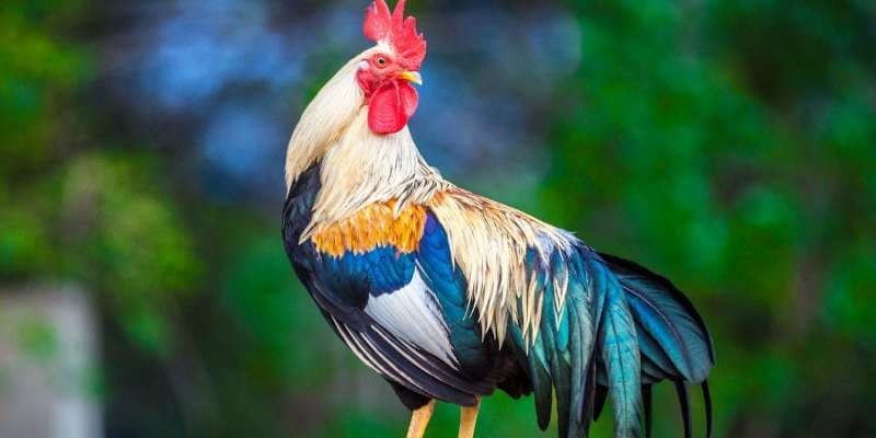 màu mạng đá gà Tin tức mới nhất về màu mạng đá gà