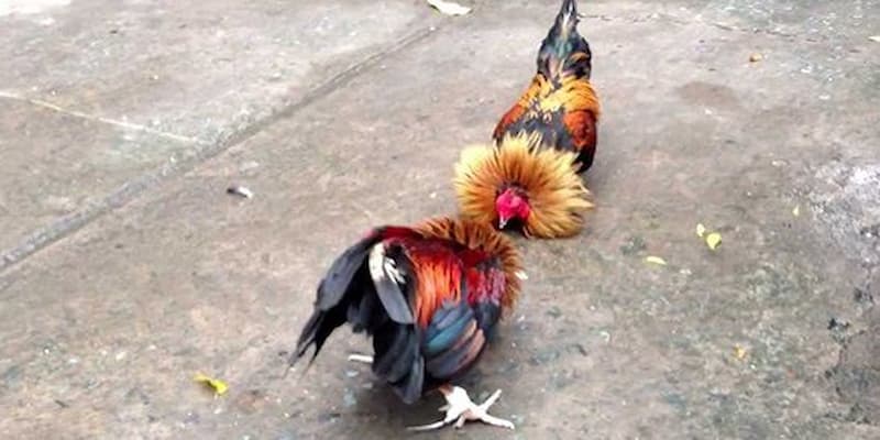 cách xem ngày đá gà Phương pháp xem ngày nâng cao cho cách xem ngày đá gà