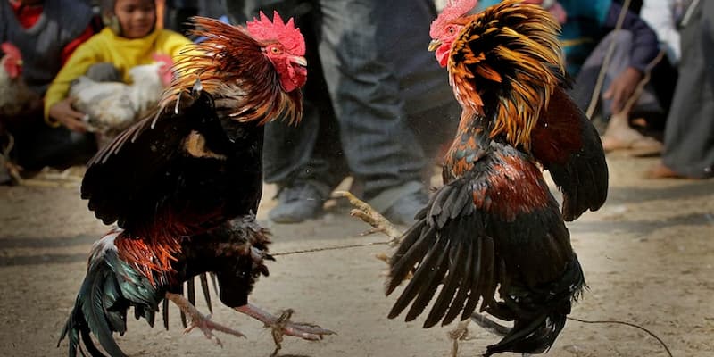 Kinh nghiệm soi kèo đá gà Chiến lược áp dụng kinh nghiệm soi kèo đá gà tại Soc88