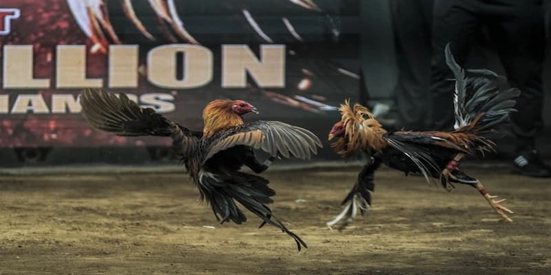 các hình thức đá gà hiện nay Tổng quan về các hình thức đá gà hiện nay