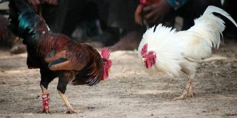 Đá gà cựa dao Chiến lược đặt cược trong đá gà cựa dao