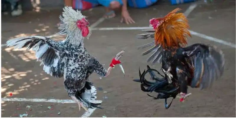 mẹo chơi đá gà thomo Các mẹo thực chiến cho mẹo chơi đá gà thomo